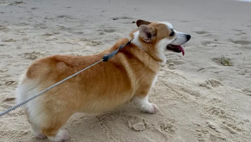 Why Does My Knee Hurt When Walking My Dog?
