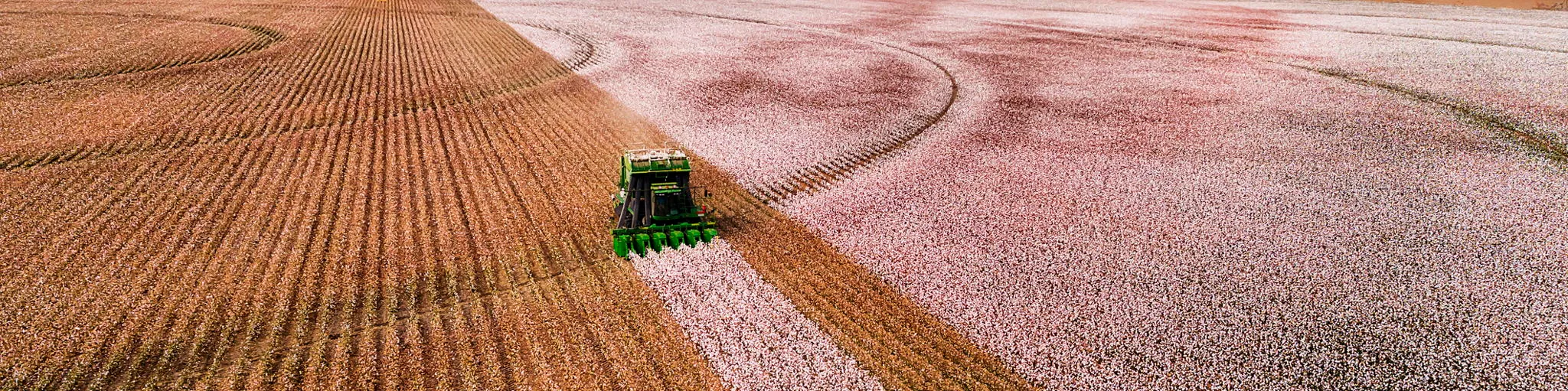 Harvest Ready
