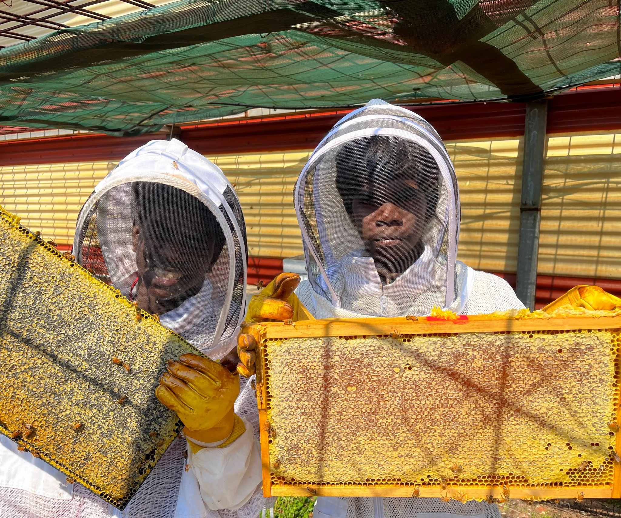 Certificate III in Beekeeping Pathways Image