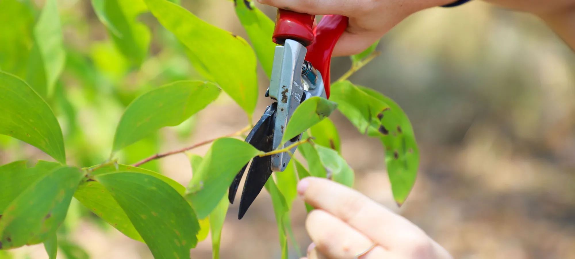Certificate I in Conservation and Ecosystem Management Image