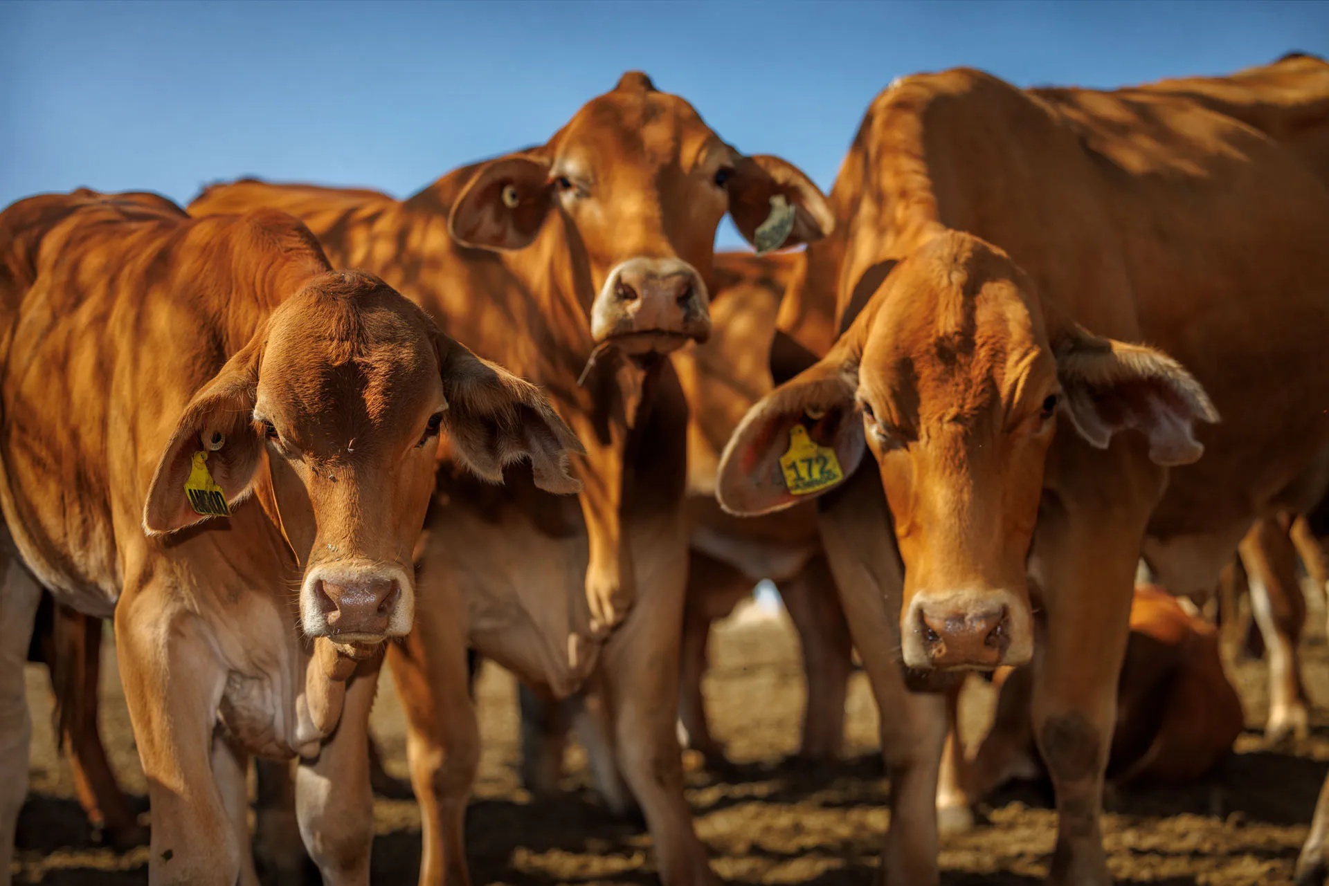 Stay Connected With Gener8 Reproduction
Join our community for the latest updates on genetics, services, and success stories from the field.
Subscribe to our newsletter or follow us on:
 Image