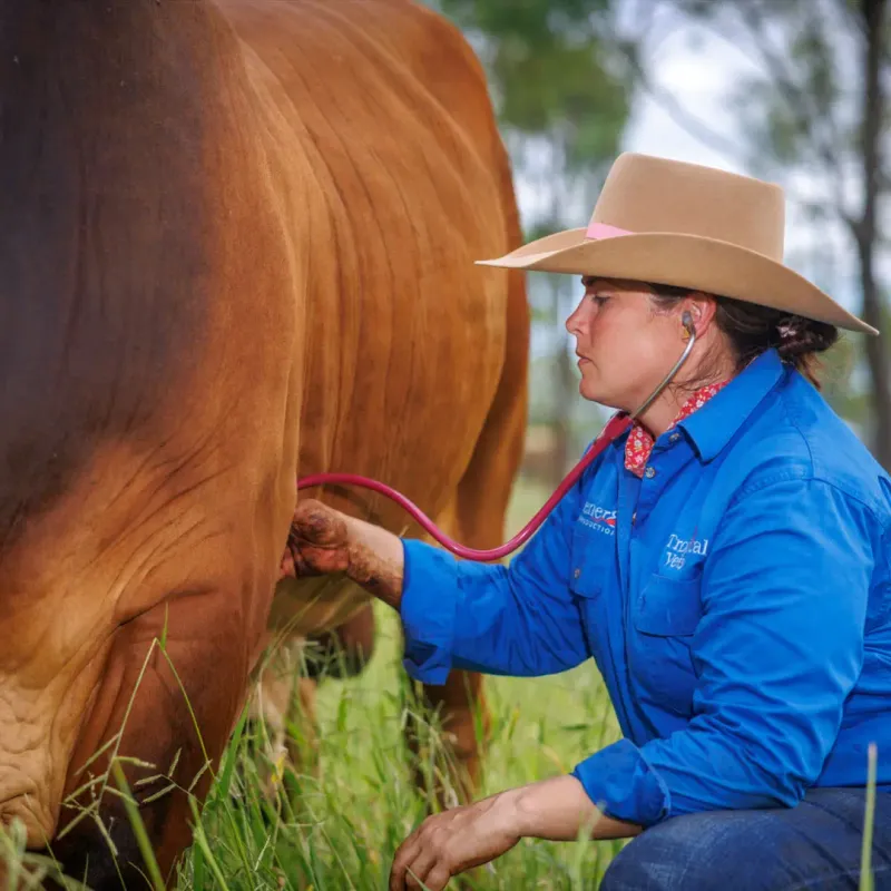 Local Quality Veterinary Care and Advice for All Animals. Image