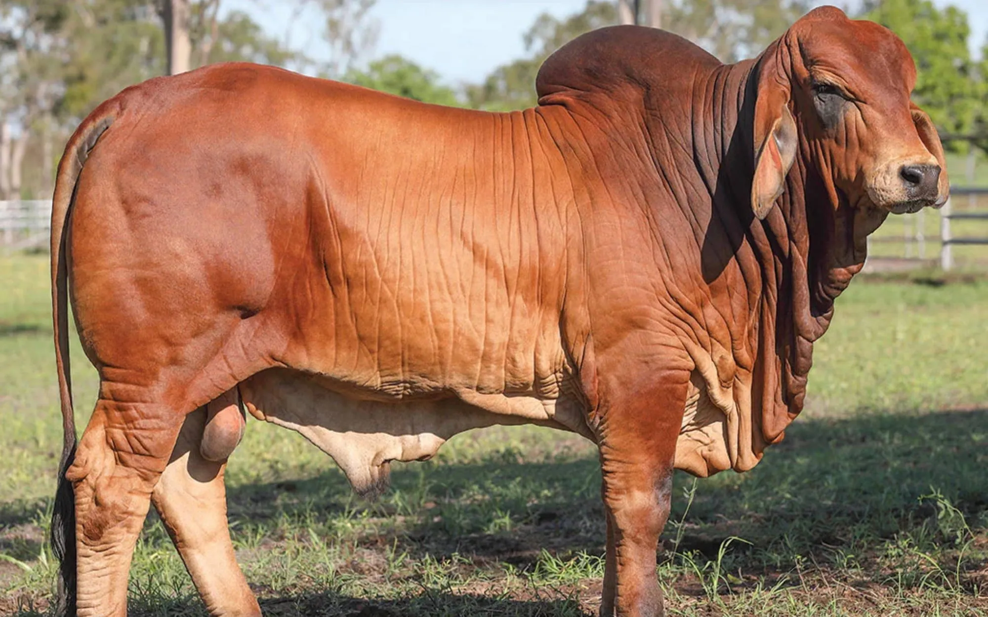 Is your bull ready to do the job? Five boxes to tick before he goes forth and multiplies