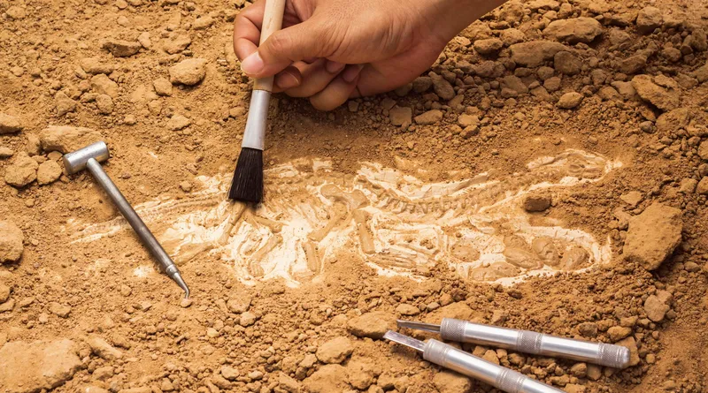Fossicking & Fossil Hunting