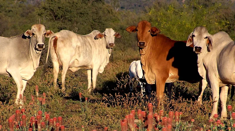 Virtual Reality Cattle Mustering