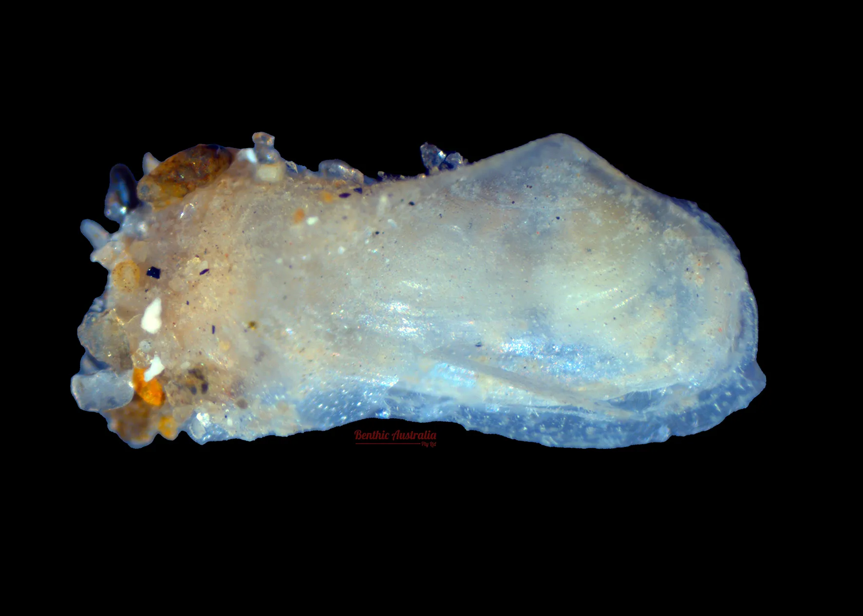 Laternulidae