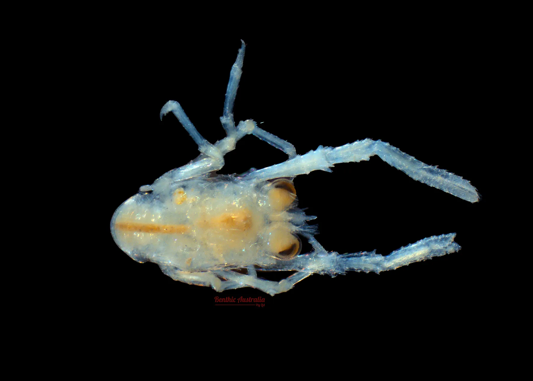 Galatheidae