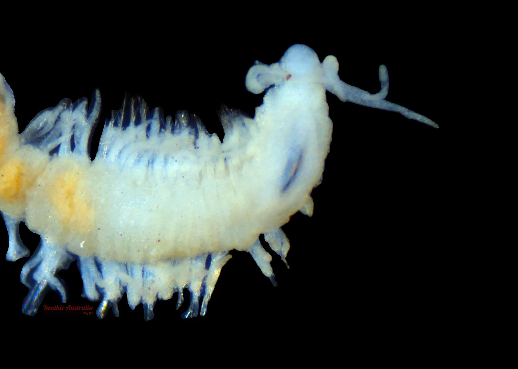 Dorvillidae
