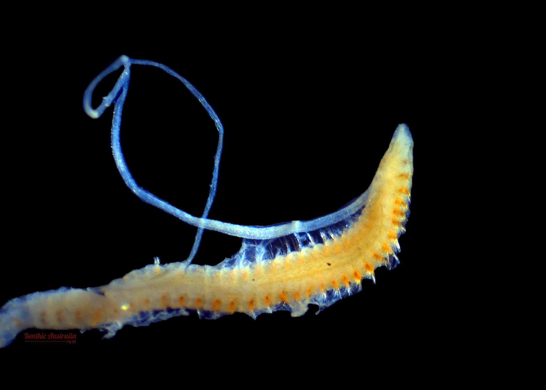 Cossuridae