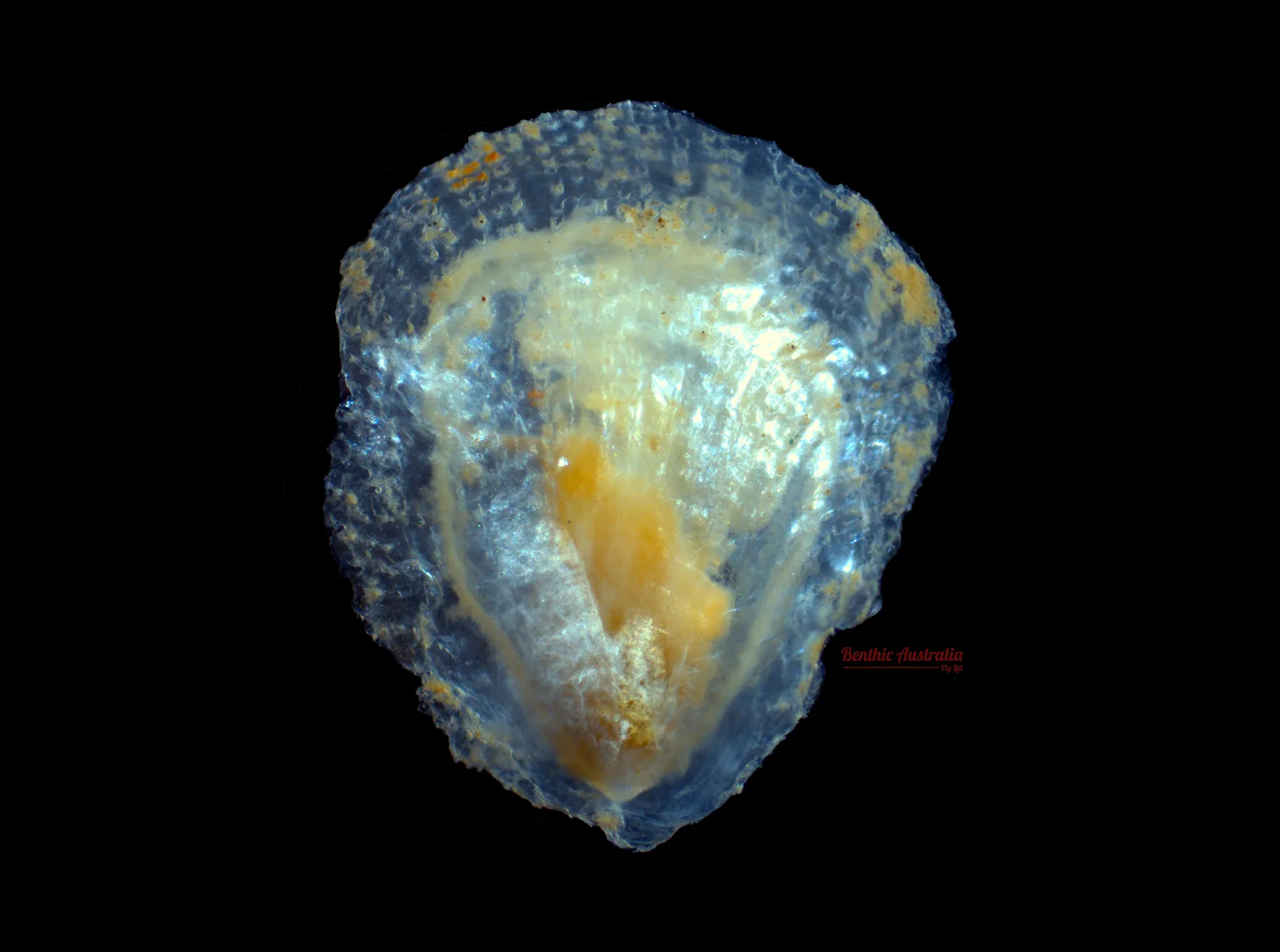 Amonlidae