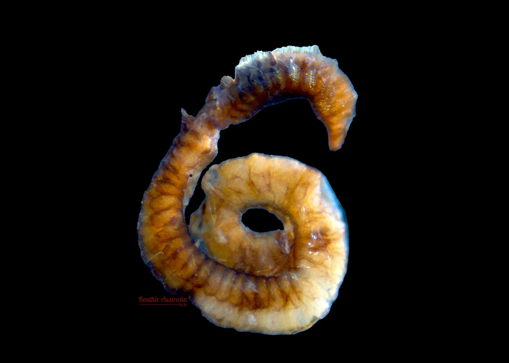 Pareonidae
