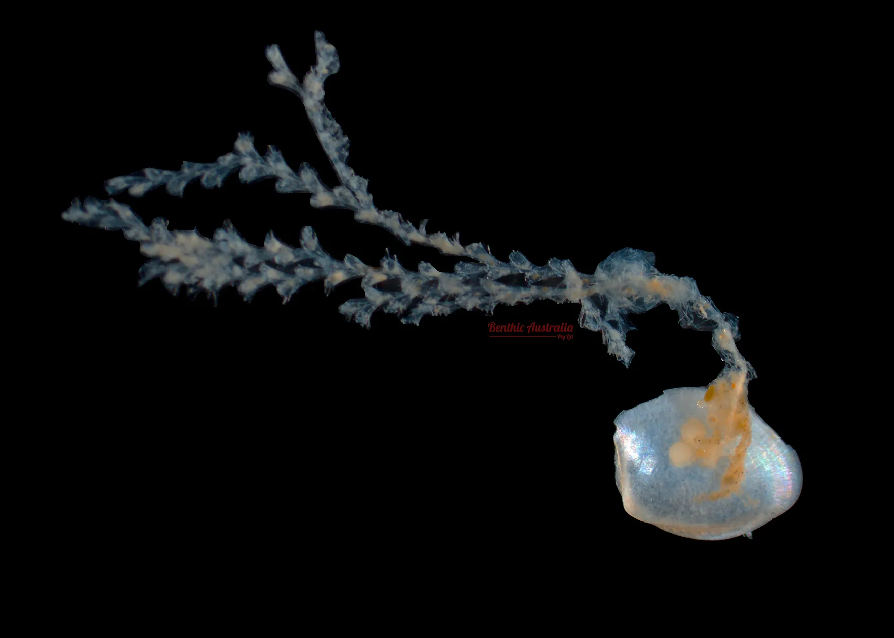 Hydrozoa