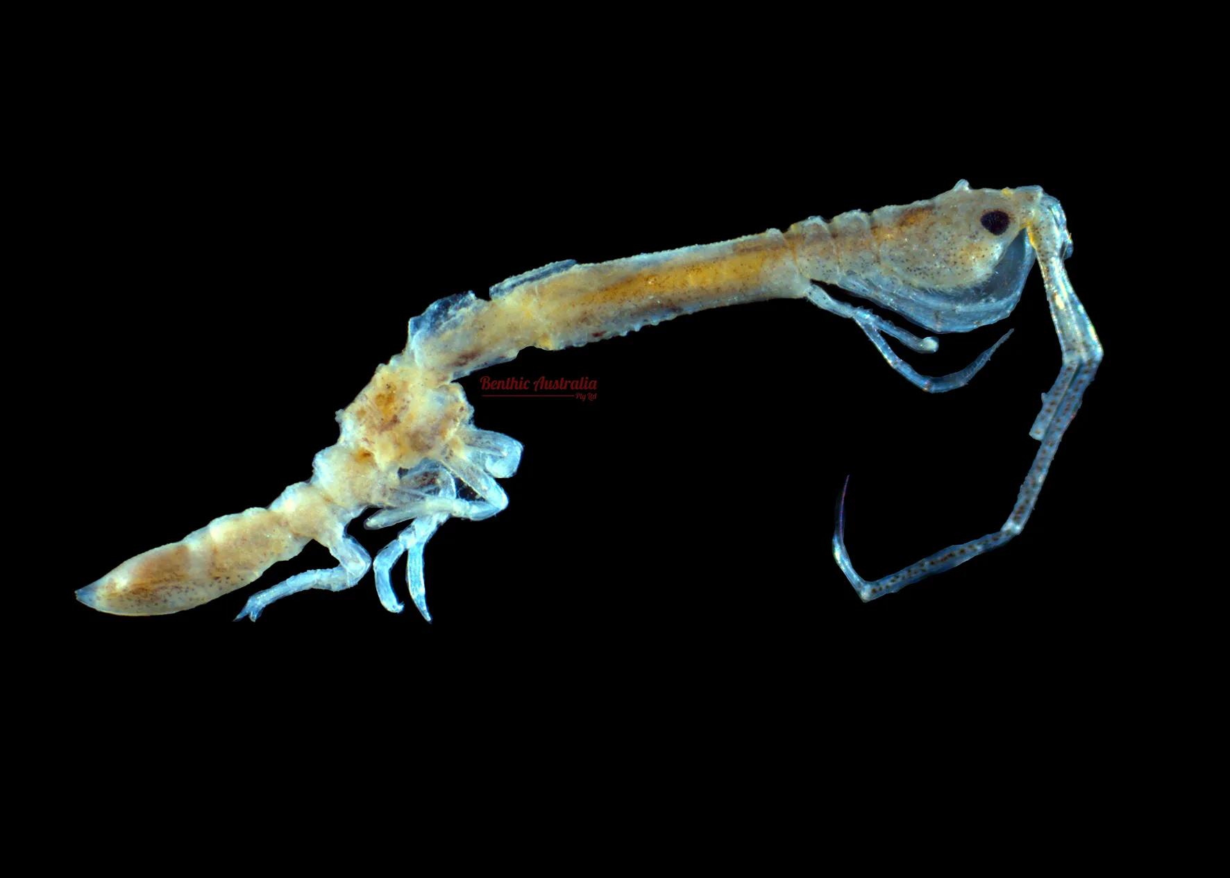Arcturidae