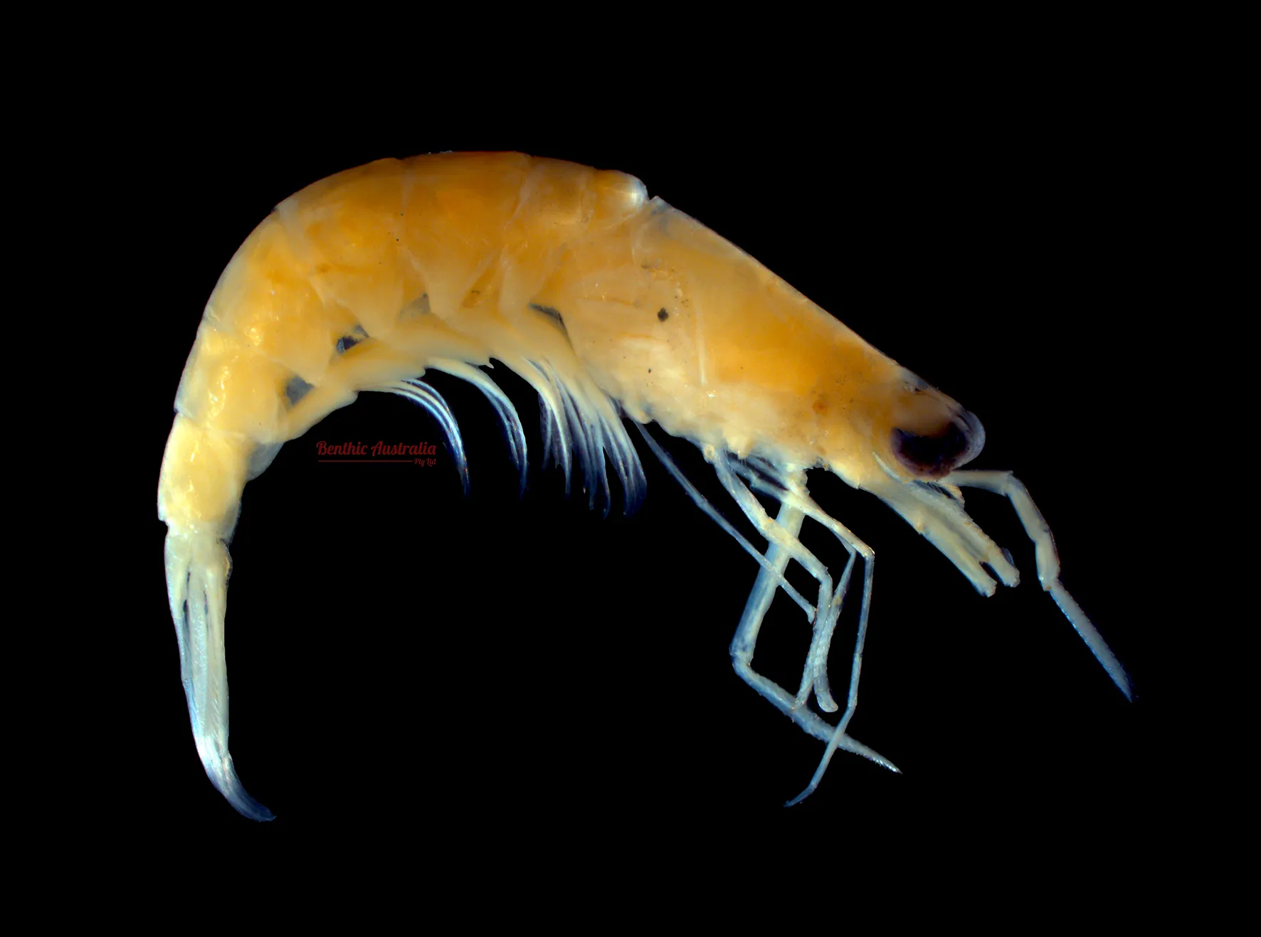 Processidae