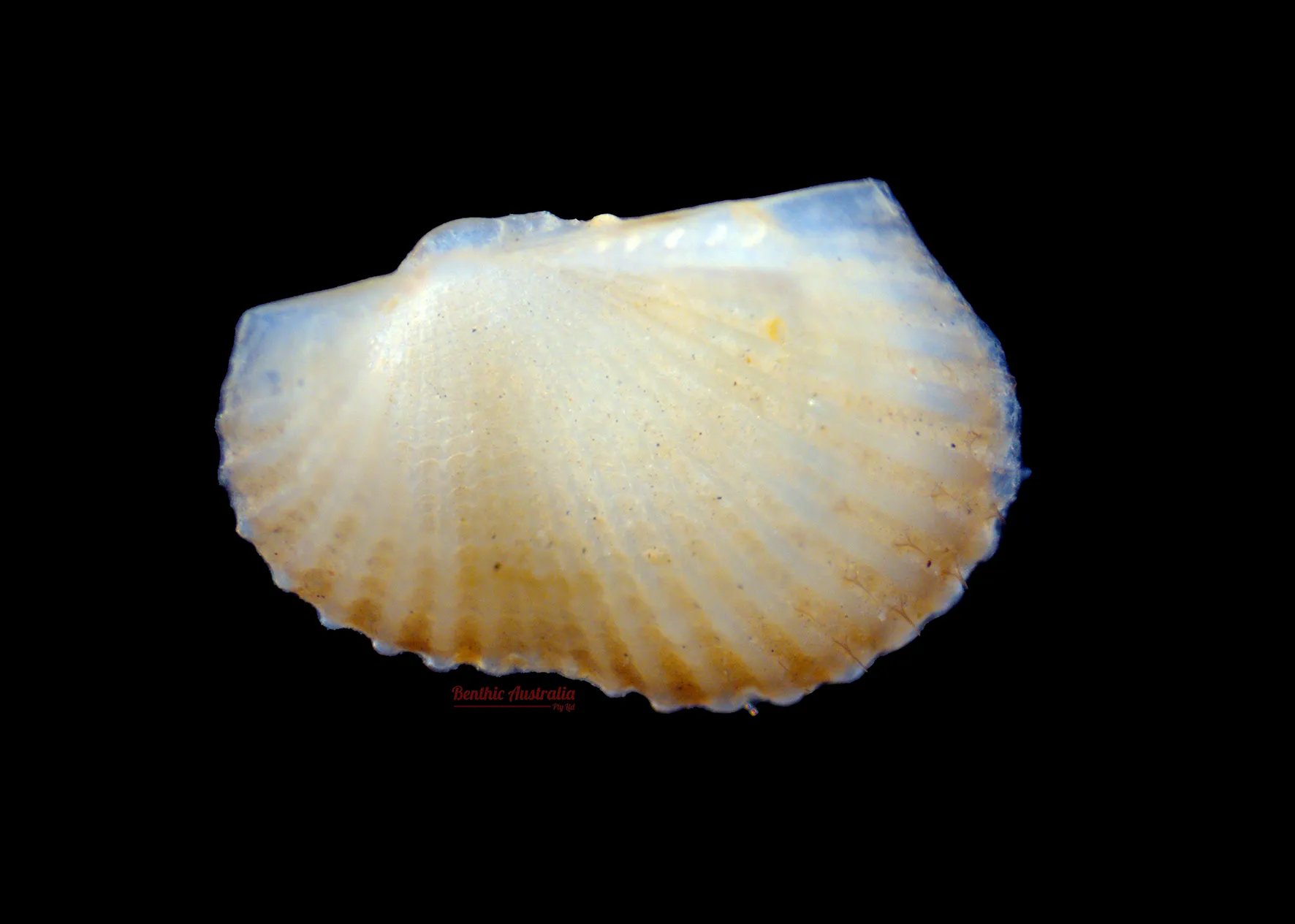 Arcidae