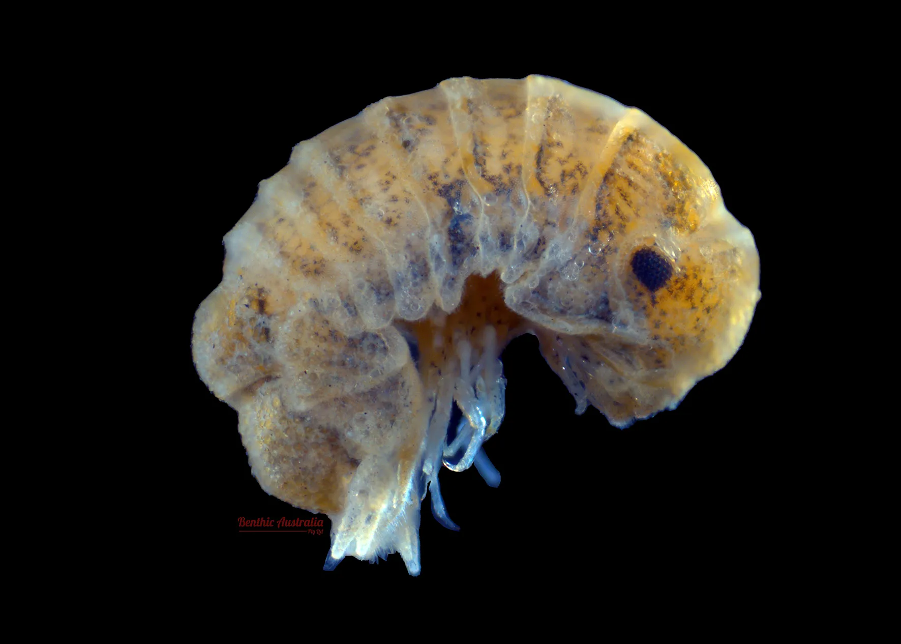 Sphaeromatidae