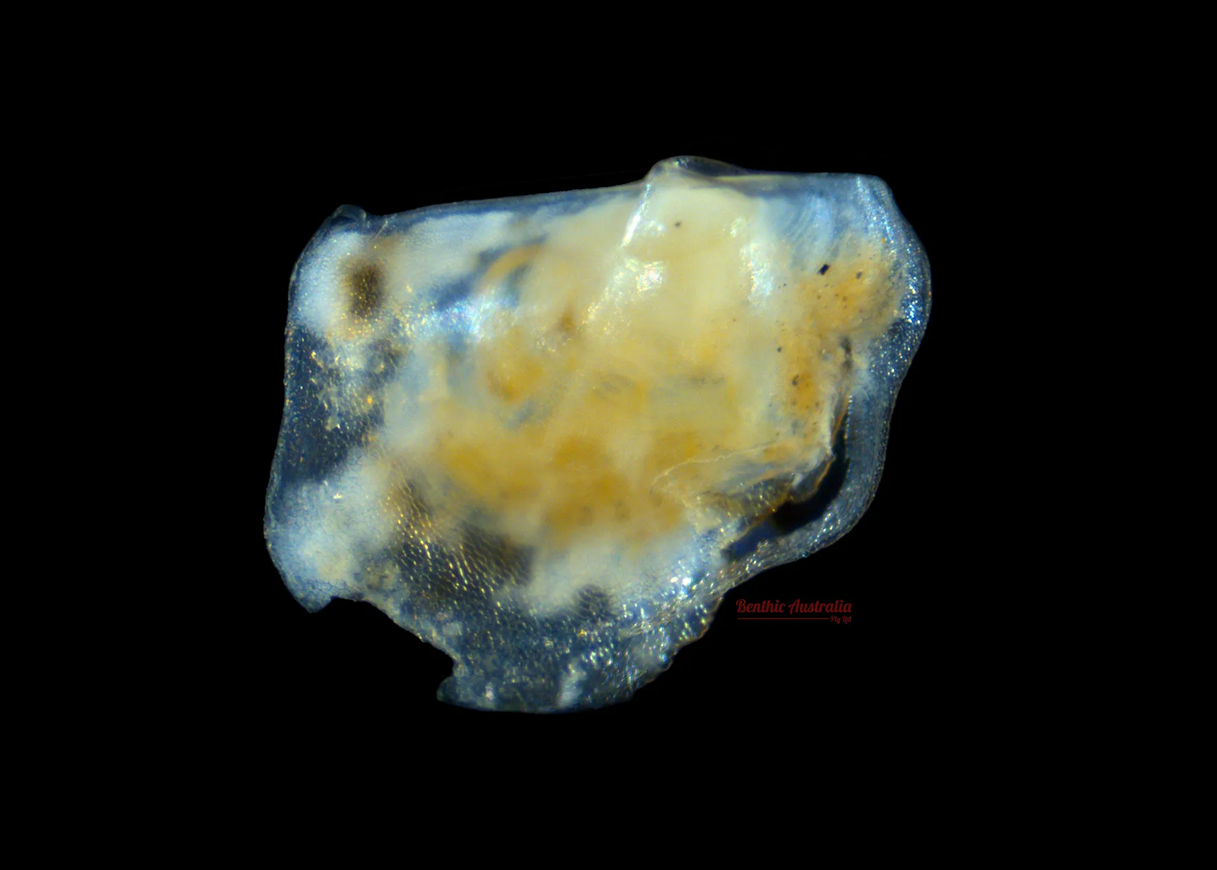 Pterridae