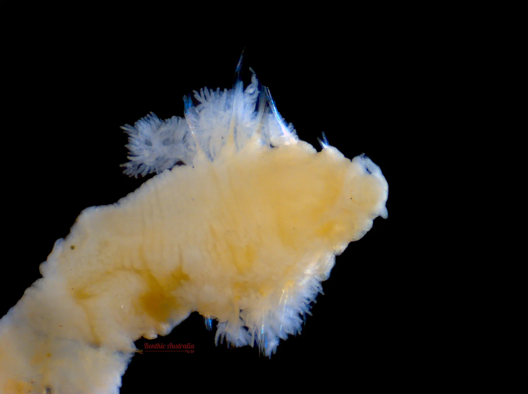 Scalibregmatidae