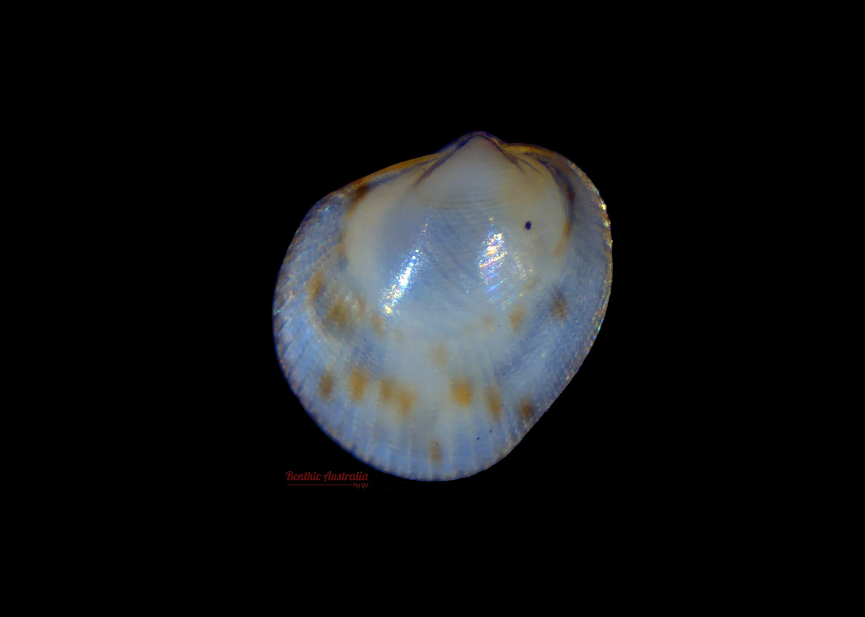 Limidae