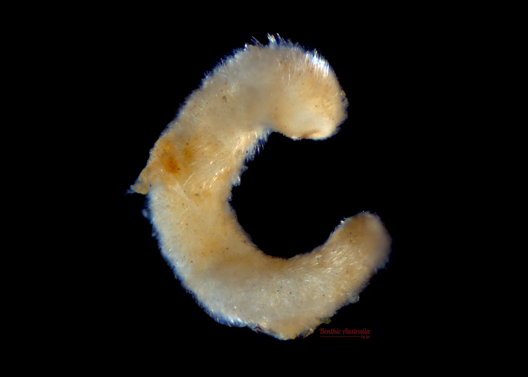 Alplacophora