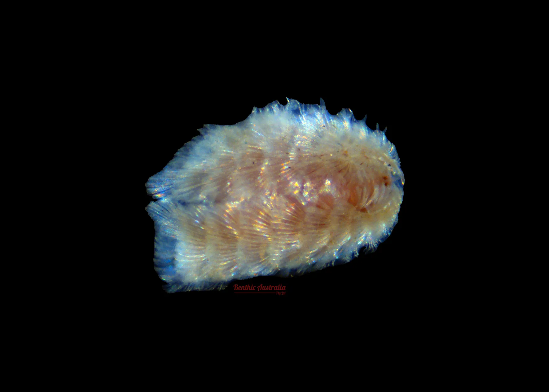 Chrysoptellidae
