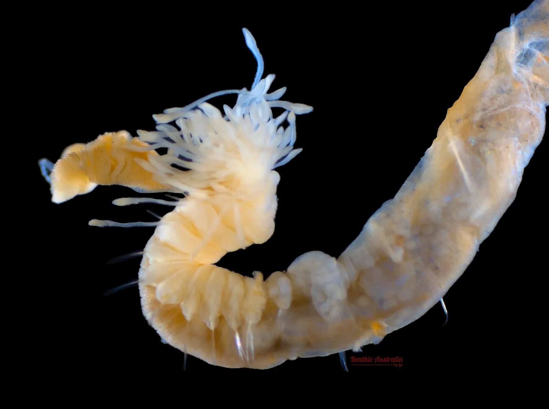 Trichobranchidae