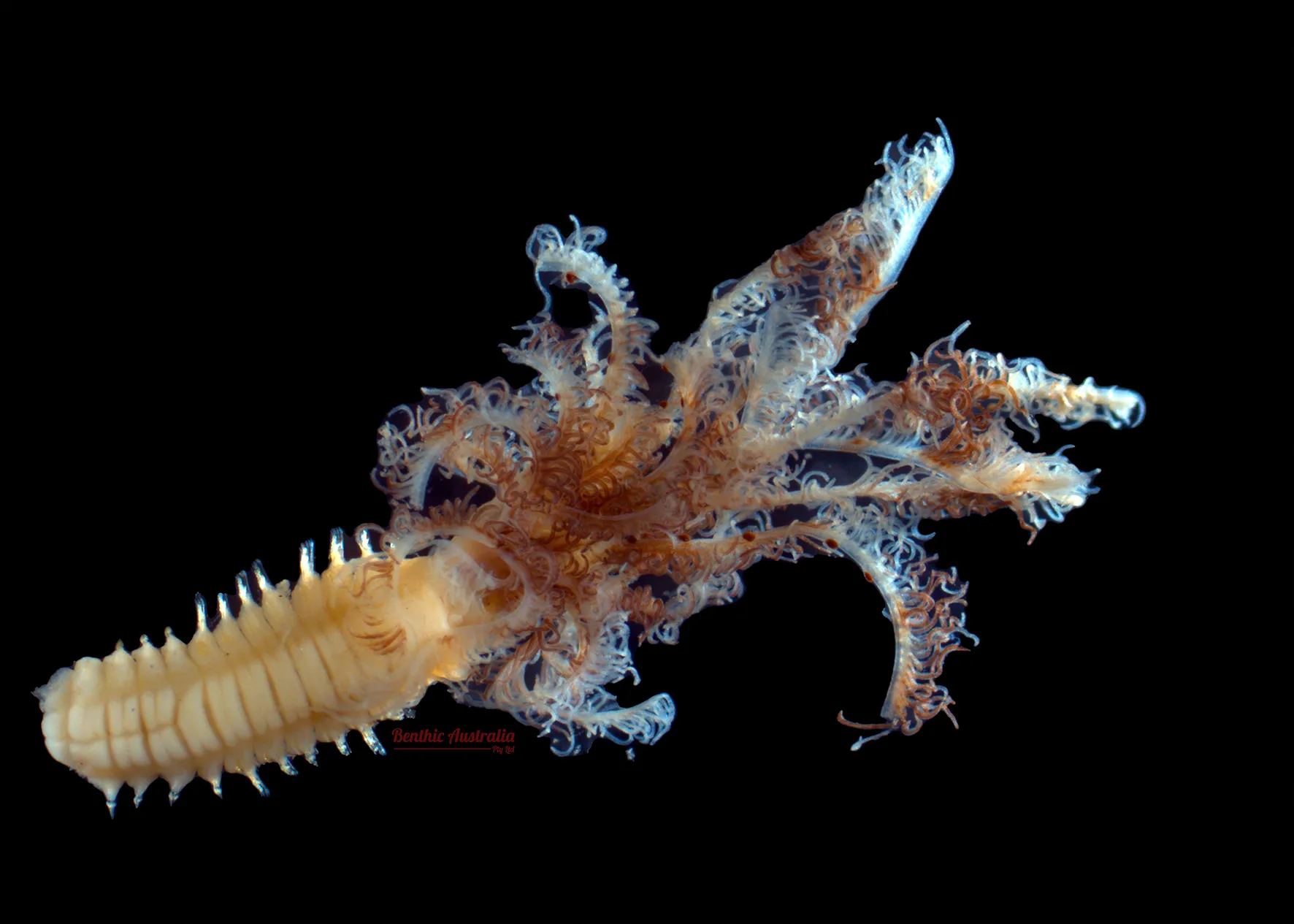 Sabellidae