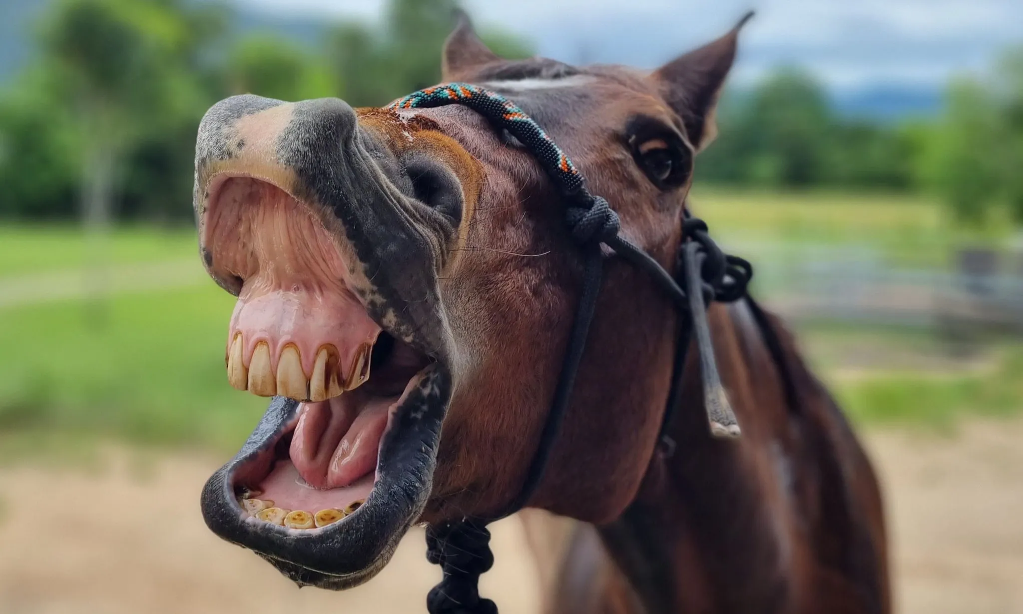 Why bad breath is never 