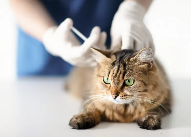 Services for Cats