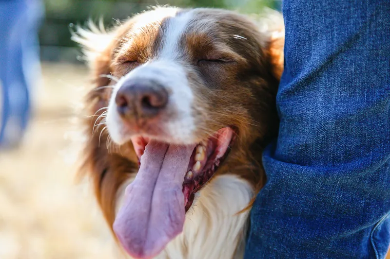Services for Dogs