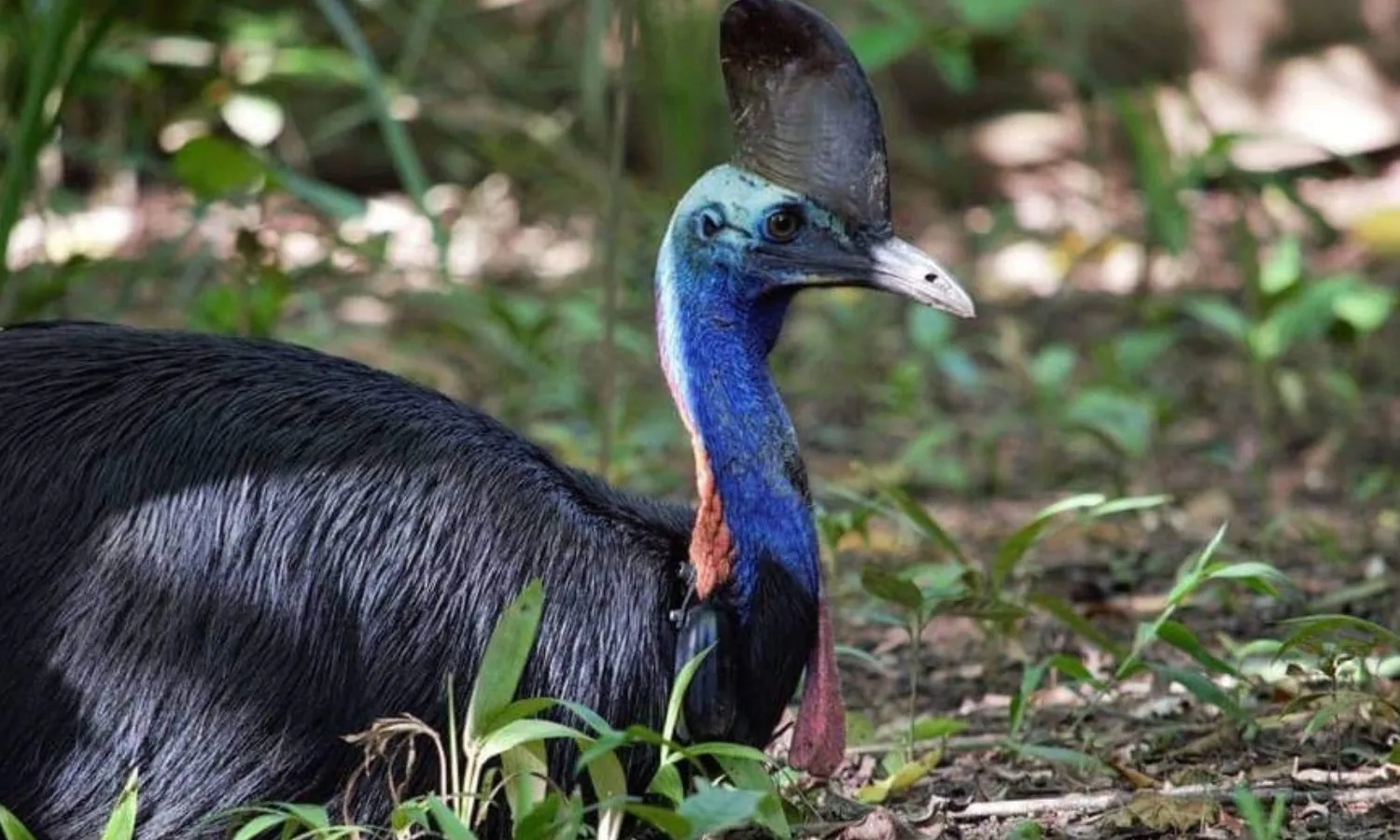 Special edition anniversary newsletter #2