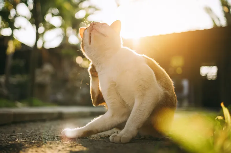 Services for Cats